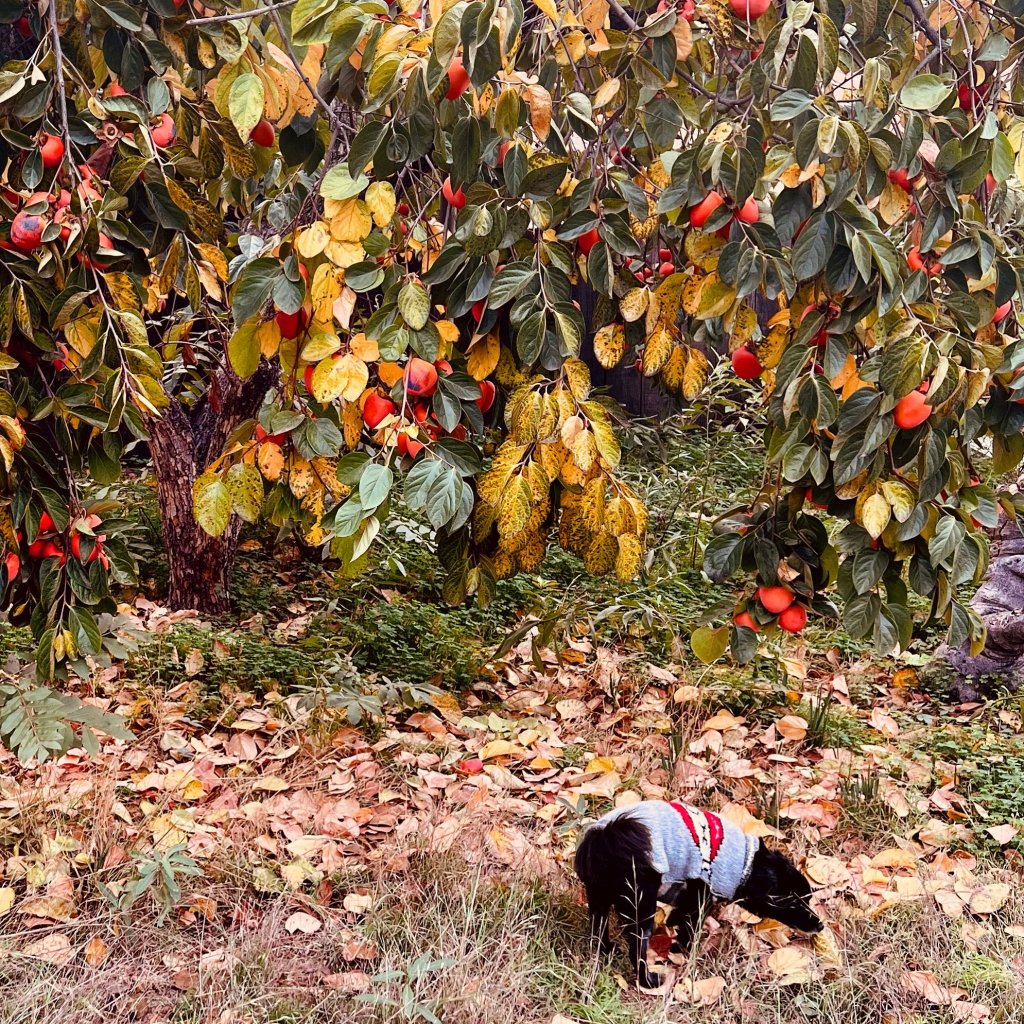 December updates – Podcasts, Writing