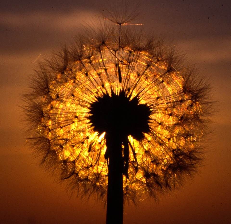 Reiki II 4 Month Training&nbsp;Program